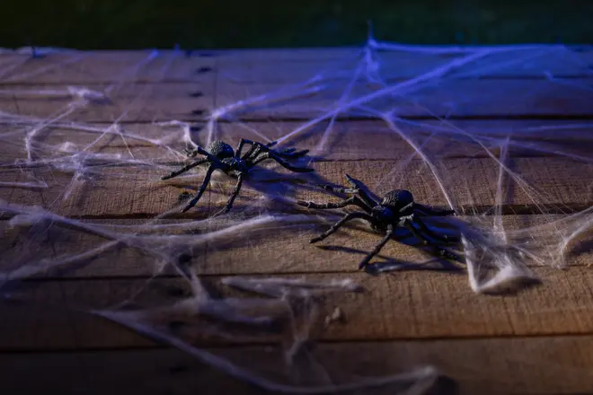 Två realistiska svarta plastspindlar på en träyta, omgivna av konstgjorda vita spindelnät. Perfekt för Halloween eller skrämmande dekorationer. Blått ljus ger kuslig effekt.