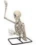 Plastikskelet torso model med løftet arm, monteret på sort metalstativ. Detaljeret ribben, kranium og bevægelige led. Velegnet til undervisning eller Halloween dekoration.