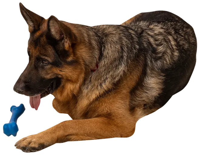 Chrisco gummiben för hund