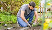 Mand iført grå t-shirt, blå jeans og havehandsker knæler i haven og planter en lille grøn busk. Haveværktøj og væltet potte ses på jorden.