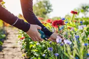 Person bruger grønne beskærersakse til at klippe en rød blomst blandt blå og røde blomster i en solrig have. Langærmet trøje, fokus på hænder og værktøj.