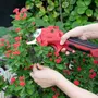 Röd och svart elektrisk sekatör med ergonomiskt handtag, säkerhetsknapp och vassa blad i rostfritt stål. Perfekt för trädgårdsarbete och beskärning av växter.