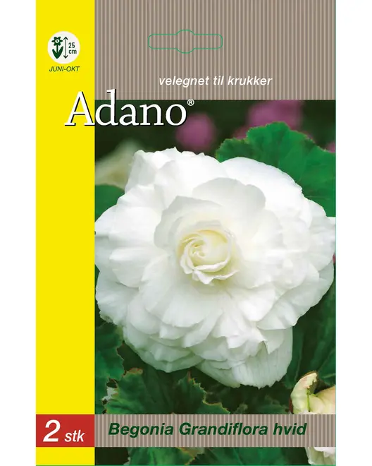 Blomsterløg assorterede varianter