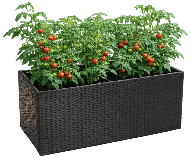 Rektangulär svart flätad planteringslåda med frodiga tomatplantor som bär röda och gröna tomater. Passar utomhus, på altan eller balkong.