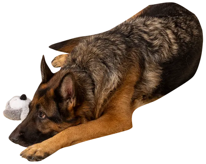 Hundleksak pingvin 22 cm