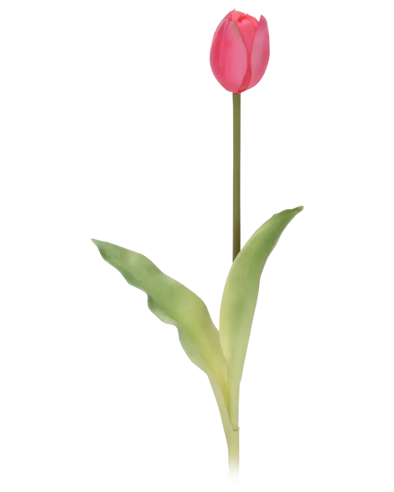 Tulipan 45cm - assorterede farve