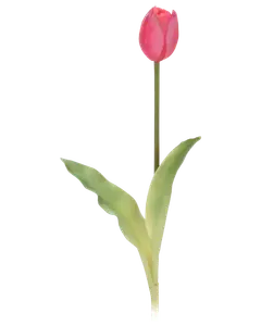 Tulipan 45cm - assorterede farve