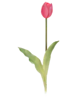 Tulipan 45cm - assorterede farve