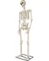 Livagtig menneskelig skeletmodel i fuld størrelse med realistiske knogledetaljer, står oprejst på metalbase. Velegnet til undervisning eller Halloween-dekoration. Fremstillet af holdbar plast.