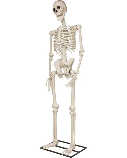 Livagtig menneskelig skeletmodel i fuld størrelse med realistiske knogledetaljer, står oprejst på metalbase. Velegnet til undervisning eller Halloween-dekoration. Fremstillet af holdbar plast.