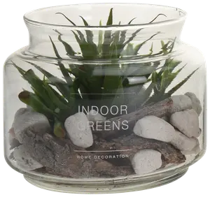 Plante i glasskål - assorterede varianter