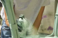 Cosmos Lac Spray Chalk Effekt - CREAM