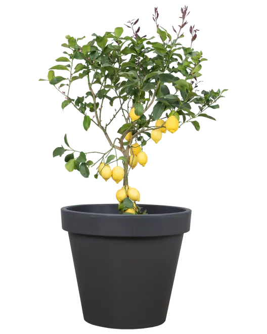 Plantekrukke antracitgrå - Ø80 cm