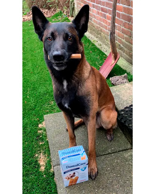 Chrisco dentalcare sticks 28st