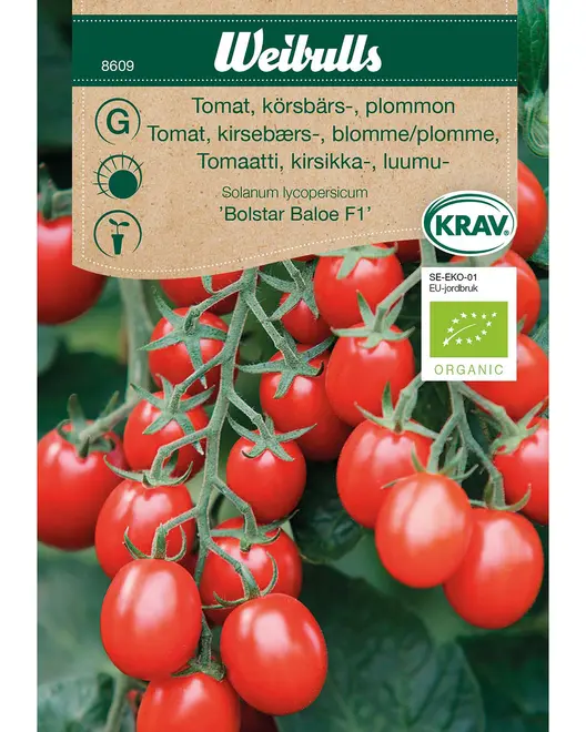 Pakke med økologiske kirsebærblomme-tomatfrø, sorten 'Bolstar Baloe F1'. Viser klaser af teglrøde, ovale tomater på planten. Velegnet til hjemmehaver.