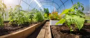 Drivhus af polycarbonat med hævede træbede, sunde grønne grøntsagsplanter og blomster i næringsrig jord. Perfekt til hjemmehave og forlænget vækstsæson.