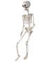Naturtrogen skelettmodell i plast, helkropp med rörliga leder och realistiska bendetaljer. Perfekt för Halloween, undervisning eller anatomisk visning.
