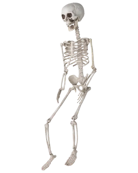 Naturtrogen skelettmodell i plast, helkropp med rörliga leder och realistiska bendetaljer. Perfekt för Halloween, undervisning eller anatomisk visning.