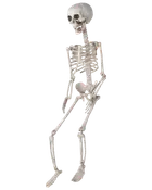 Naturtrogen skelettmodell i plast, helkropp med rörliga leder och realistiska bendetaljer. Perfekt för Halloween, undervisning eller anatomisk visning.