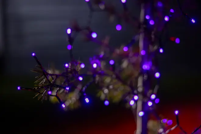 Snor af små lilla LED-lys på tynd sort ledning, velegnet til indendørs eller udendørs dekoration. Lysene er jævnt fordelt og giver en glødende effekt, perfekt til festlig belysning.