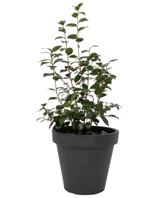 Plantekrukke antracitgrå Ø48 cm