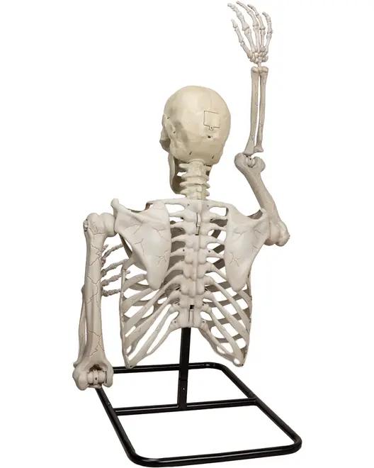 Plastik menneskeskeletmodel på metalstativ, vist bagfra. Den ene arm er løftet, den anden bøjet. Detaljerede knogler, ideel til undervisning eller Halloween dekoration.