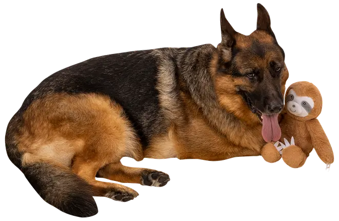 Hundledkak sengångare 44 cm