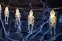 Ljusslinga med lysande skelettfigurer, varje figur hänger från en tråd. Perfekt för Halloween, vita plastskelett med upplysta huvuden mot mörk bakgrund med spindelväv.