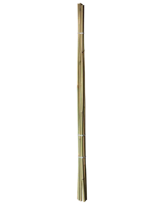 Bundt naturlige bambuspinde, lysebrune, lige og glatte, bundet med hvide bånd. Velegnet til havearbejde, planteopbinding, hobby eller dekoration. Cirka én meter lange.