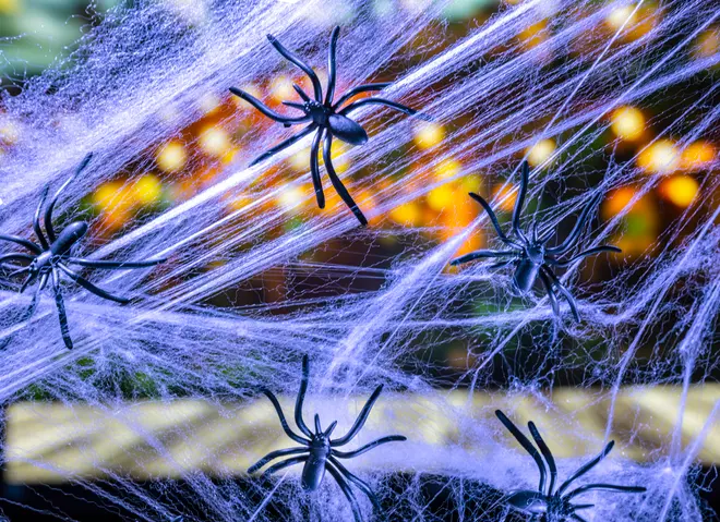 Konstgjort spindelnät med flera svarta plastspindlar, perfekt för Halloween eller festdekoration. Nätet är uppspänt mot en bakgrund med suddiga ljus.