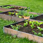 Hævede plantekasser af træ fyldt med jord og forskellige grønne grøntsager, placeret på en græsplæne. Inkluderer en lille urtepotte for ekstra anvendelse.
