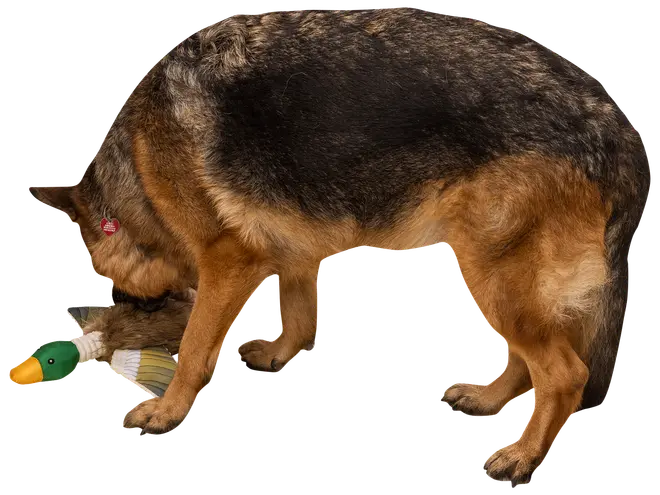 DanPet Hundelegetøj and med reb 42 cm