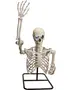 Plastikskelet torso med løftet arm, blå LED-øjne og metalstand. Perfekt til Halloween dekoration eller anatomisk udstilling. Realistiske knogledetaljer og bevægelige led til posering.