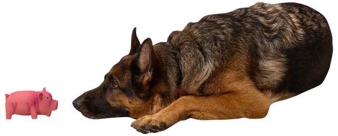 Hundleksak latexgris 15 cm