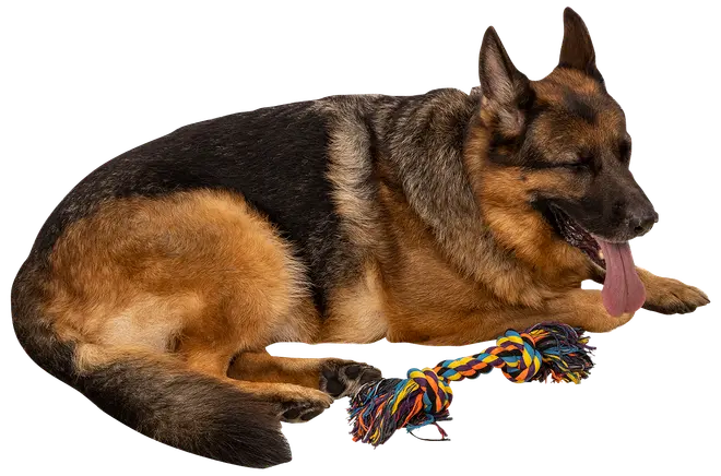 Chrisco tuggben rep 37 cm