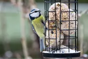 Metalfuglefoderautomat med cylinderformet gitter, fyldt med runde fedtkugler med frø. Velegnet til udendørs brug for at tiltrække vilde fugle. Fugl medfølger ikke.