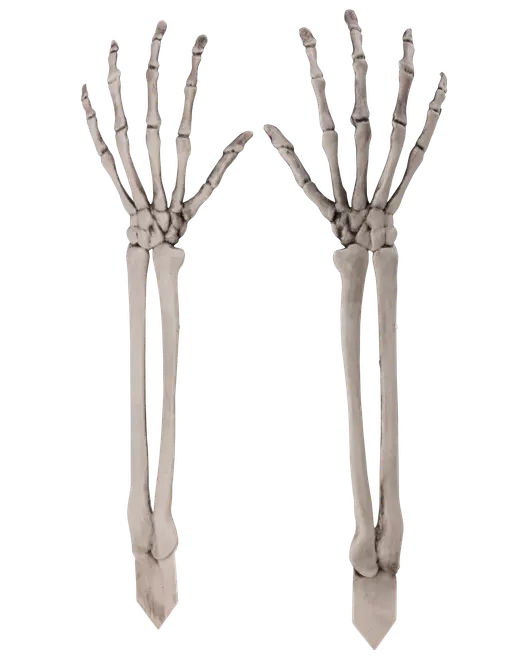 Par realistiska skelettarmar och händer i plast, detaljerad benstruktur, naturtrogna, vita med svarta skuggor. Perfekta för Halloween eller anatomiska utställningar.