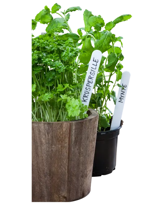 Plantemærke 15 cm 50-pak