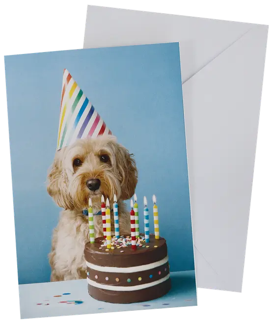 Kort med en hund iført regnbuefarvet festhat bag en chokoladekage med farverige lys og krymmel. Leveres med matchende hvid kuvert.