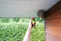 En hånd holder en dåse insektspray rettet mod et hvepsebo, der sidder under tagudhænget på et hus, til skadedyrsbekæmpelse.
