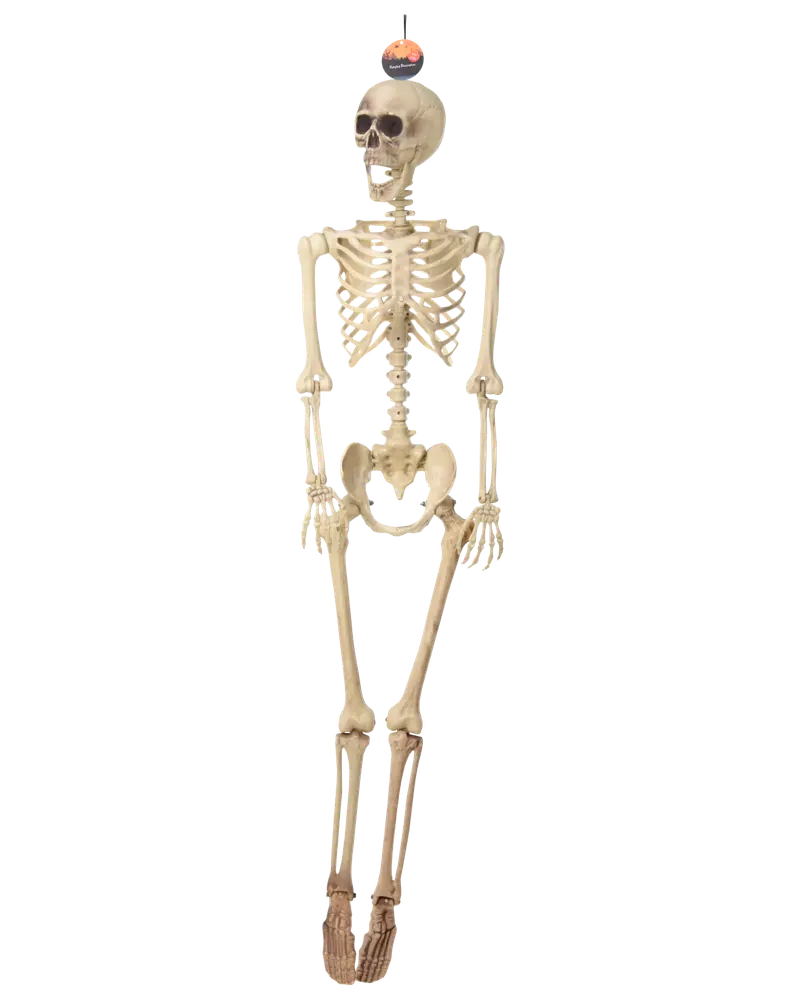 Skelett - 165 cm