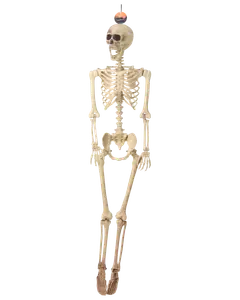 Skelett - 165 cm