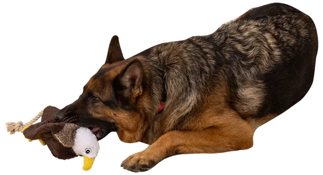 DanPet Hundelegetøj ørn 34 cm