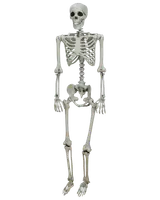 Skelett 150 cm halloween