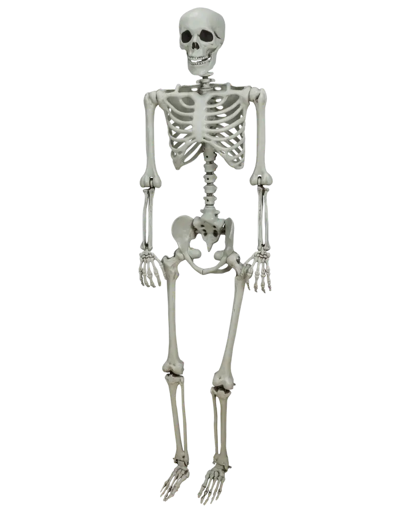 Skelett 150 cm halloween