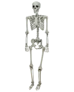 Skelett 150 cm halloween