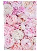 Kort med kuvert 11x17 cm - bonderoser