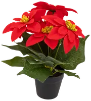 Julstjärna i kruka - 25 cm 