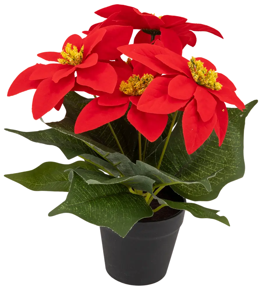 Julstjärna i kruka - 25 cm 