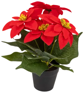 Julstjärna i kruka - 25 cm